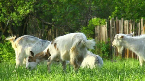 Goats grazing Stock-Footage 23196043
