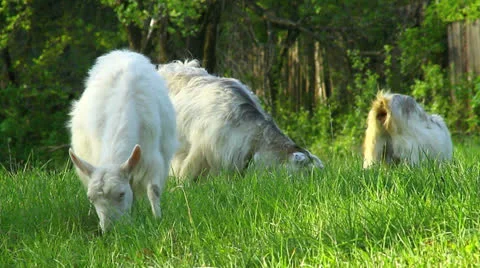 Goats grazing Stock-Footage 23196046