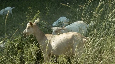 Goats grazing Stock Footage 76890498