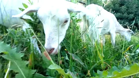 Goats grazing Stock Footage 136148631