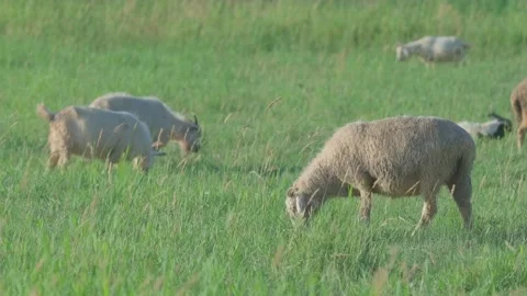 Goats grazing Stock Footage 258188301