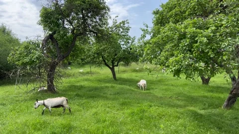 Goats grazing in the garden Stock Footage 198502074