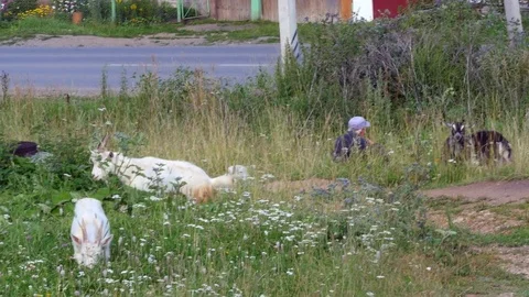 Goats grazing in the grass Video stock 80432745