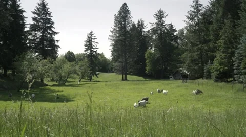 Goats grazing in grassy field Stock Footage