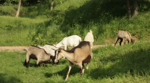 Goats grazing. Green field. Video stock 36693353
