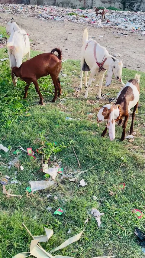 Goats grazing in green grass. Stock Footage 316157843