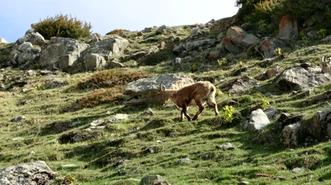 Goats grazing on hill Stock Footage 64724304