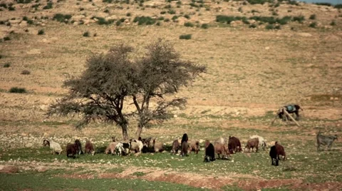 Goats grazing on the hills under a tree. In the frame includes an old shepherd Stock Footage 47331336