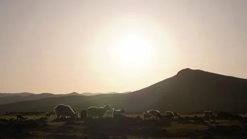 Goats grazing on the Mongolian steppes at sunset. Stock Footage 296820656