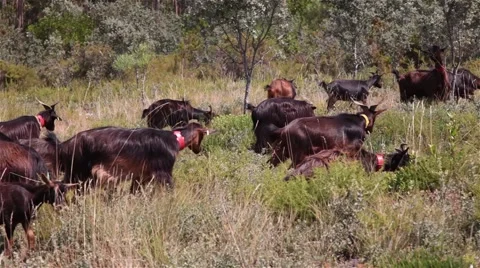 Goats grazing on a mountain Stock Footage 56222868