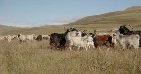 Goats grazing in the mountains Stock Footage 232138493