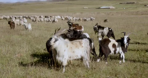 Goats grazing in the mountains Video stock 232139299