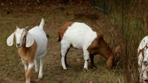 Goats Grazing in a Pasture Stock Footage 9085149