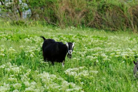 Goats grazing Stock Photos