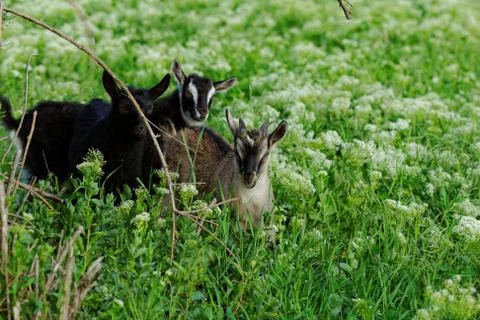 Goats grazing Stock Photos