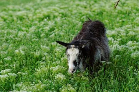 Goats grazing Foto stock