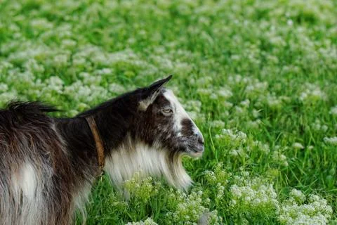 Goats grazing Stock Photos