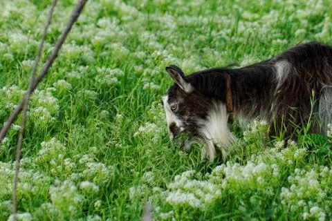 Goats grazing Stock Photos
