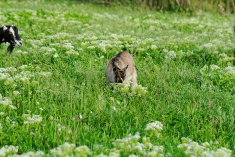 Goats grazing Stock Photos