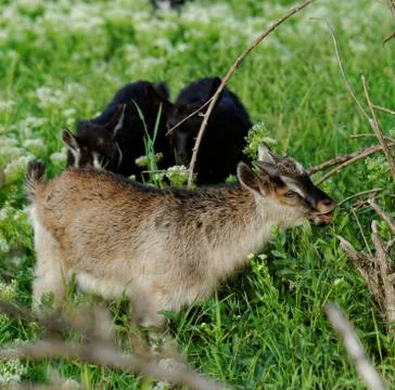 Goats grazing Stock Photos