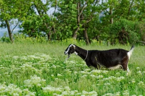 Goats grazing Stock Photos
