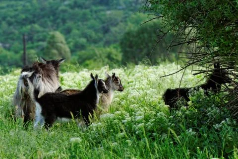Goats grazing Stock Photos