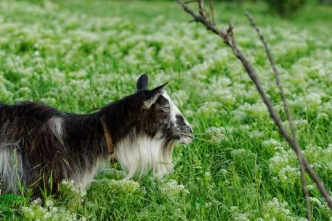 Goats grazing Stock Photos