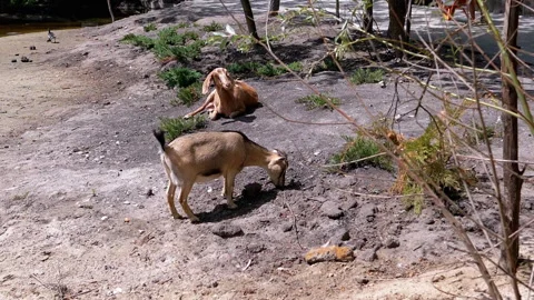 Goats Grazing by the Pond Stock Footage 293236665