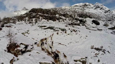 Goats grazing in the snow Stock Footage 66423889