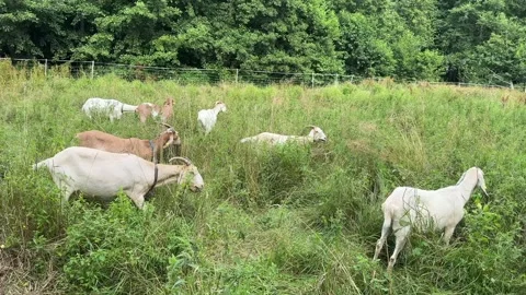 Goats Grazing in Tall Grass Stock Footage 320860741