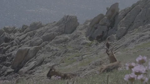 Goats grazing on Ushant island cliffs with wildflowers dancing in the wind Stock Footage 330675640