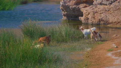 Goats Grazing by Water's Edge Stock Footage 324767558