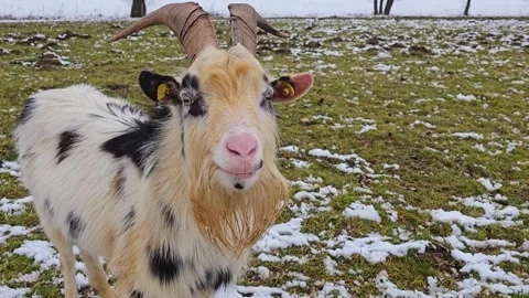 Goats grazing in winter Stock Footage 302646278