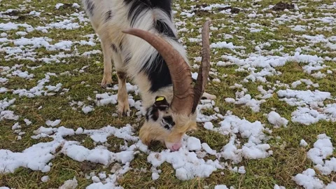 Goats grazing in winter Stock Footage 302646700
