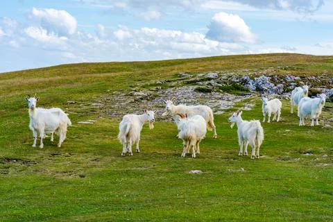 Goats on Great Orme Stock Photos