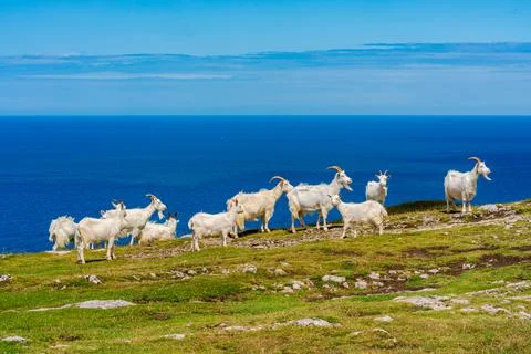 Goats on Great Orme Stock Photos