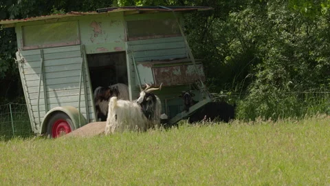 Goats grooming themselves inside rural enclosure near trailer shelter Stock Footage 335802115