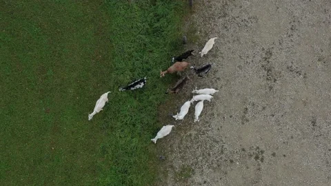 Goats group on summer end meadow, aerial Stock Footage 170228577