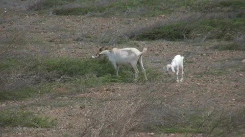 Goats in the hato desert Stock Footage 324457