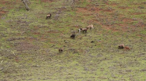 Goats of Hawaii.  Video stock 50654500