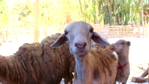 The goat's head is looking at the camera. Stock Footage 277107866