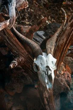 Goat's head Stock Photos
