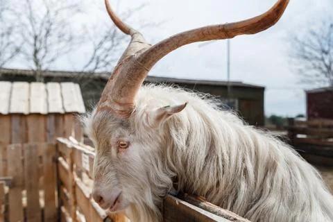 Goat's head Stock Photos