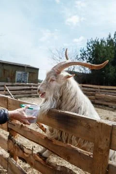 Goat's head Stock Photos