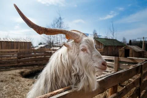 Goat's head Stock Photos