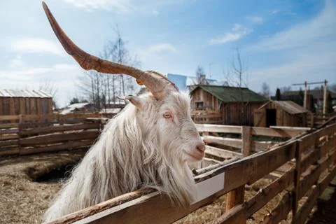 Goat's head Stock Photos