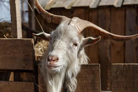 Goat's head Stock Photos