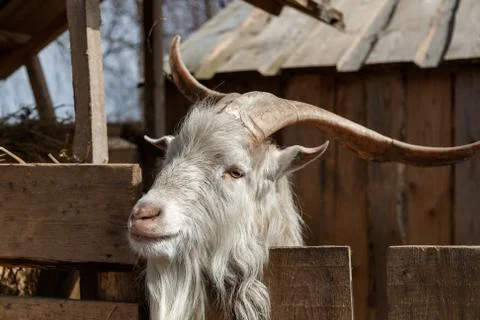 Goat's head Stock Photos