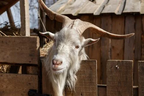 Goat's head Stock Photos