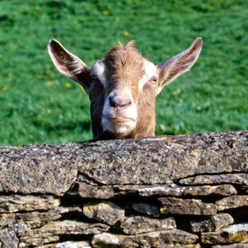 Goat's head Stock Photos